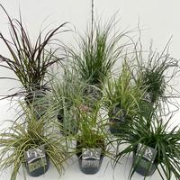Grasses in varieties