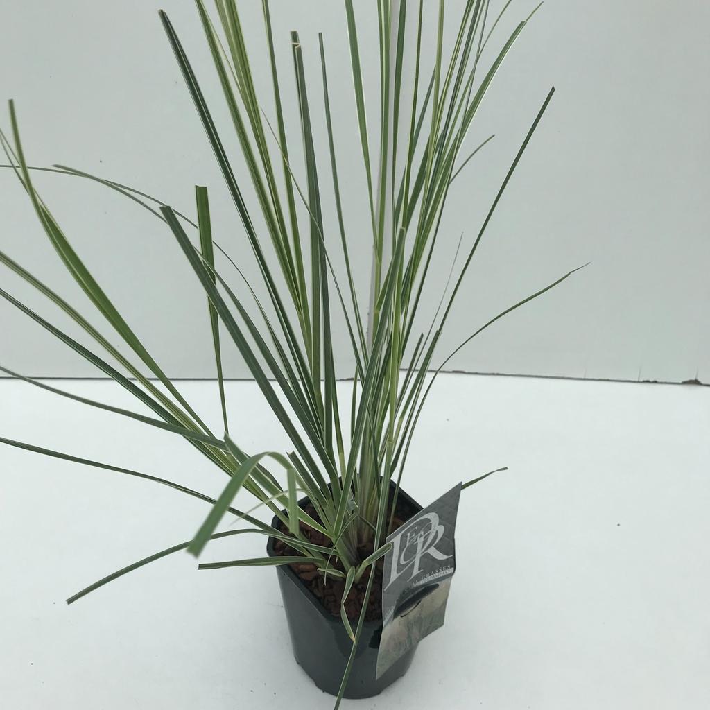 Picture of Cortaderia sell. Mini Silverpampas P17 (2 Ltr) Square