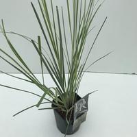 Cortaderia sell. Silver Minipampas