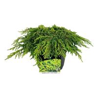 Juniperus com. Lemon Carpet