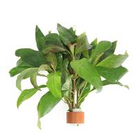 Nomaphila siamensis BUNDEL 5cm Tray 10 × 60 £ 1.25 (Tray) £ 1.23 Shelf £ 1.22 Trolley Tray £ 1.25 × 10 (0.3%)
