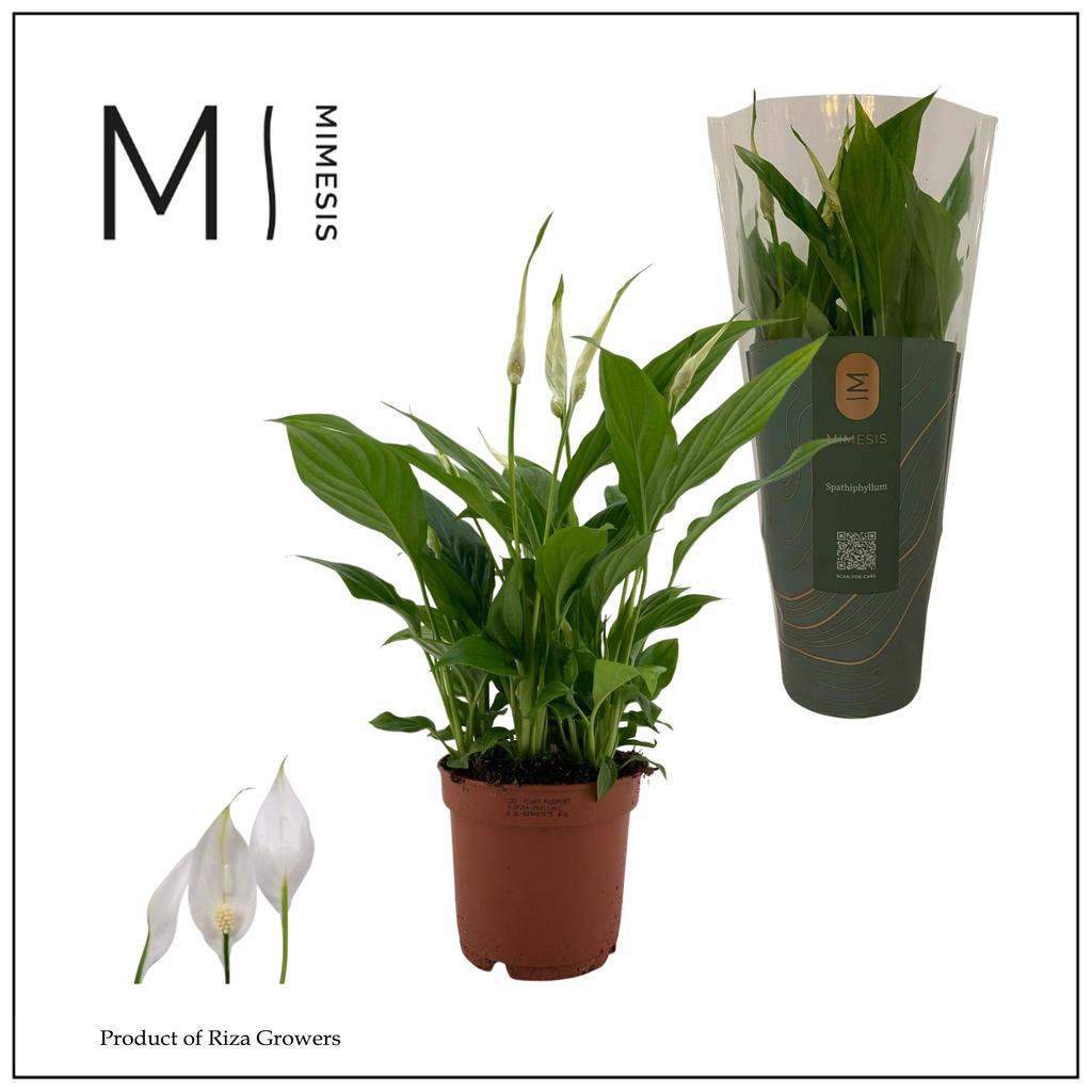Picture of Spathiphyllum Bellini Decorum P13 40CM