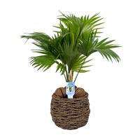 Livistona in caryota basket pot ASP