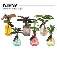 Hydroponic Houseplants varieties in Salinas glass