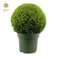 Buxus sempervirens