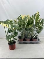 Monstera Thai Constellation
