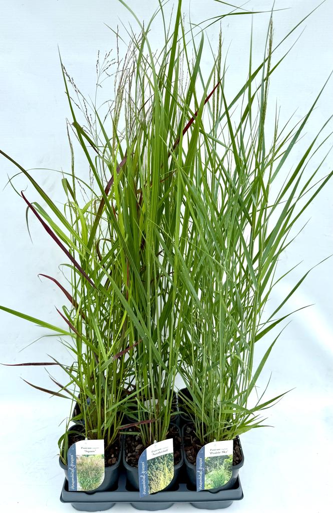 Picture of Panicum in varieties P17 (2 Ltr)