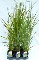 Panicum in varieties