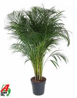 Dypsis lutescens (Areca)