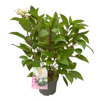 Hydrangea pan. Early Harry