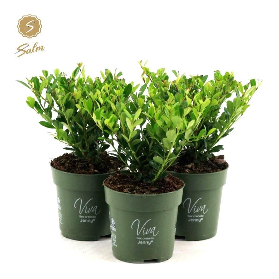 Picture of Ilex cre. Jenny P10