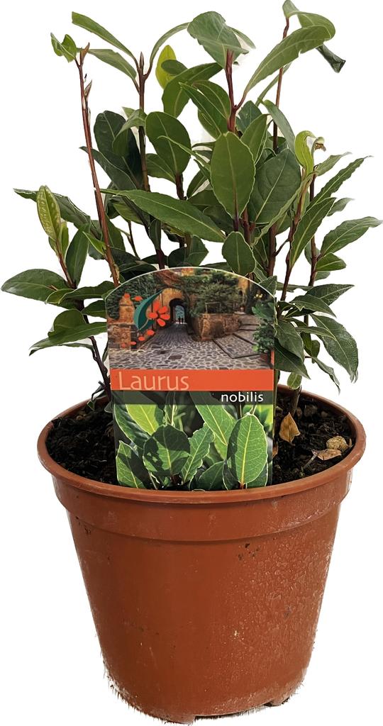 Picture of Laurus nobilis P14 50CM