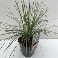 Muhlenbergia capillaris