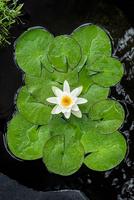 Nymphaea Alba