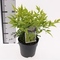 Nandina dom. Lemon and LimePBR