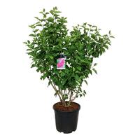Syringa v. And. an Ludwig Späth