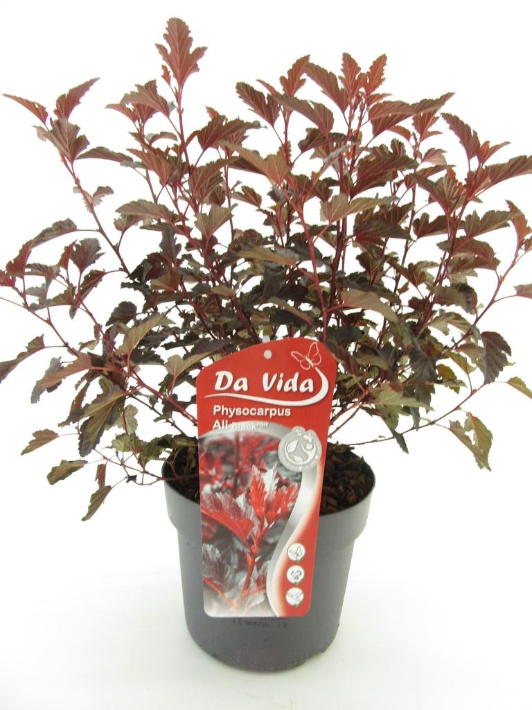 Picture of Physocarpus opu. All Black P19 (3 Ltr)
