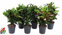 Codiaeum in varieties