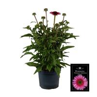 Echinacea Premium Pink
