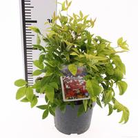 Nandina dom. Firepower