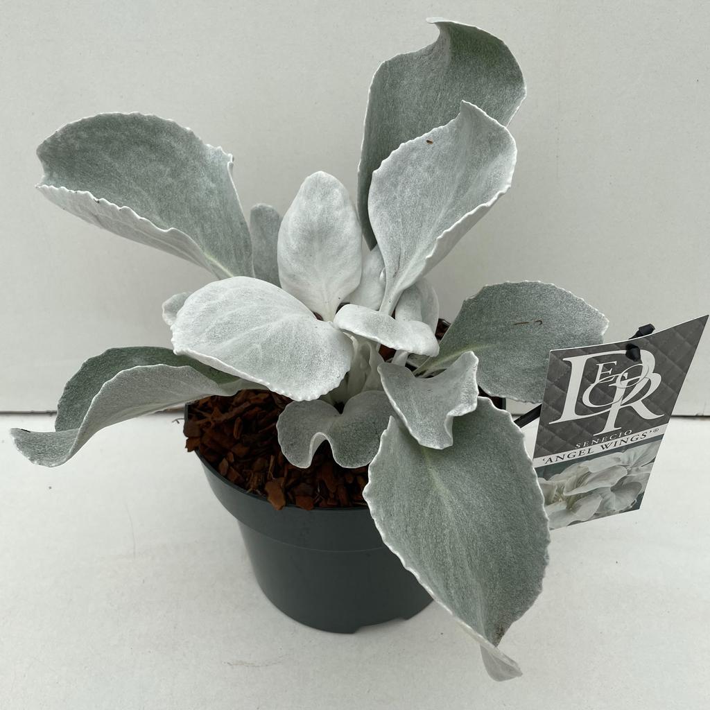 Obrazek Senecio Angel Wings in tray P17 (2 Ltr)