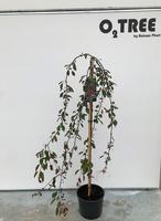 Malus Royal Beauty