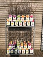 Fruit in varieties (Patio fruit)