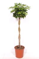 Schefflera Gold Capella