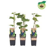 Vitis vin. Beta (extra winterhardy -25)