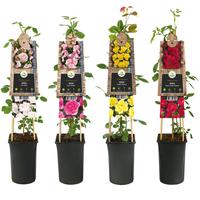 Rosa climbers in varieties
