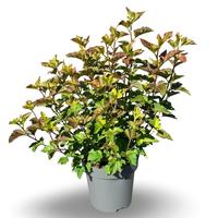 Physocarpus opu. Amber Jubilee