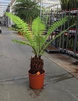 Dicksonia antarctica