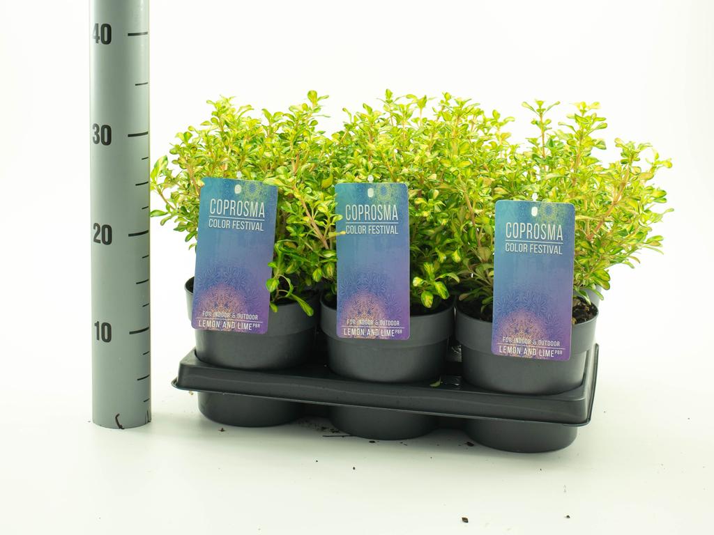 Picture of Coprosma Lemon and Lime Color Festival serie P15