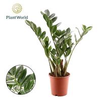 Zamioculcas
