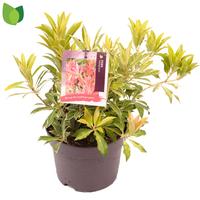Pieris jap. Flaming Silver