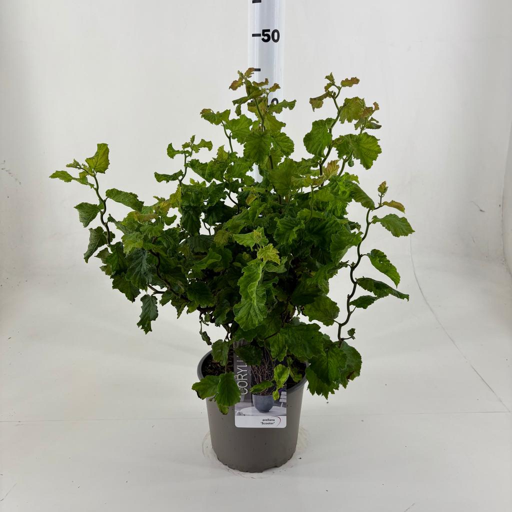 Picture of Corylus ave. Scooter P19 (3 Ltr)