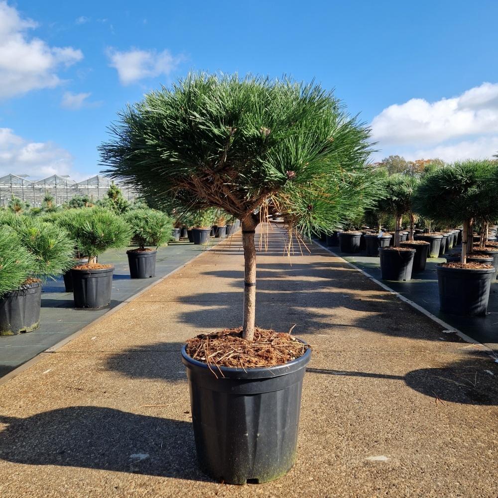Picture of Pinus nigra Brepo C20 30/STD