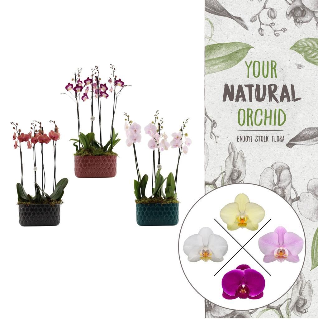 Afbeeldingen van Phalaenopsis hybrid BHome varieties 2 PP Honeycomb bowl P26 4 spikes 25+ flowers height 60 cm