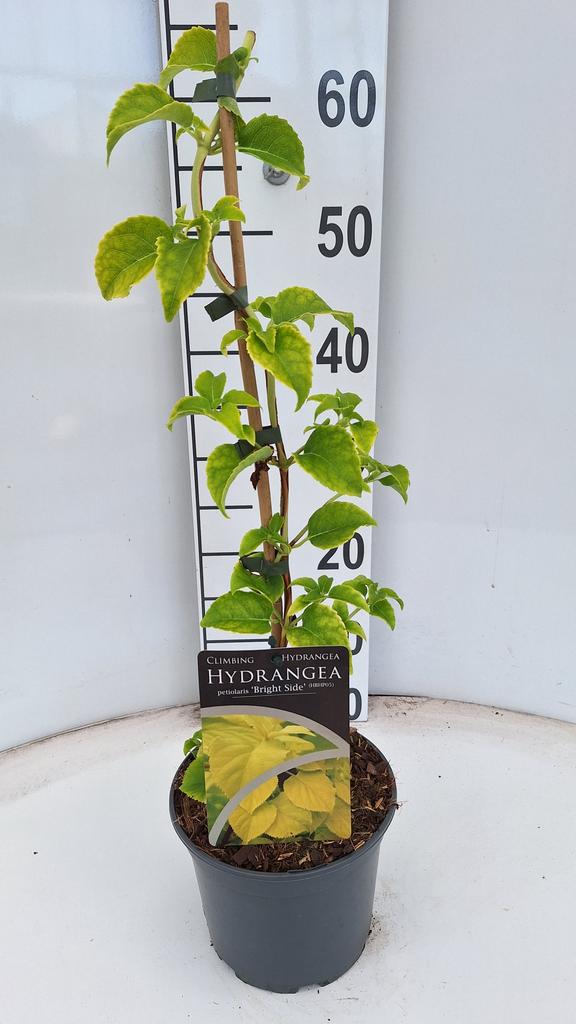 Picture of Hydrangea petiolaris Bright Side P17 (2 Ltr)