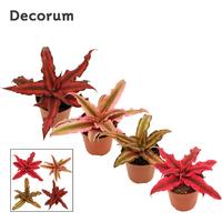 Cryptanthus in varieties