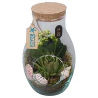 PTSUT8915 Arrangement Summer in terrarium