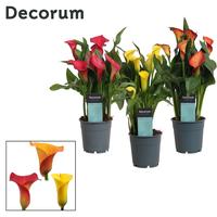 Zantedeschia Sunny Mix