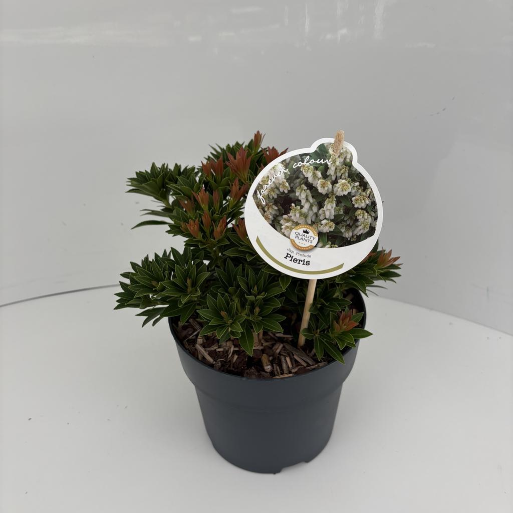 Picture of Pieris jap. Prelude P17 (2 Ltr)