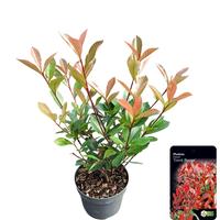 Photinia fras. Carre Rouge