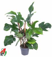 Philodendron Red Wonder(Squamiferum)