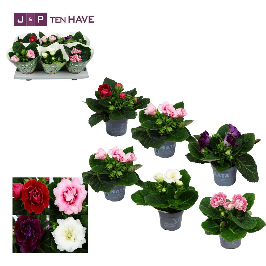 Afbeeldingen van Gloxinia Sonata in varieties P13 20CM