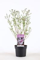 Syringa mey. Palibin