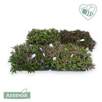 Hebe Addenda Donna in varieties (green)