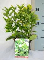 Euonymus jap. Aureus