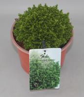 Hebe Emerald Gem